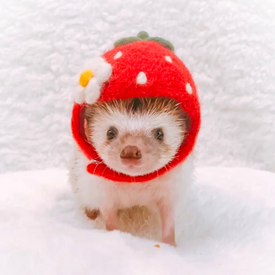 ハリネズミ🦔🍓わさび (wasabi_harihari) is LIVE TikTok