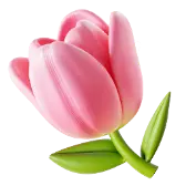 Tulip