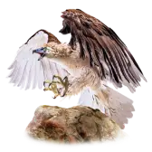 Philippine Eagle