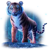 Blue Moon Tiger