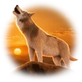 Desert Wolf TikTok gift