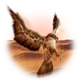 Falcon gift