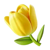 Tulip