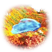 Maple World