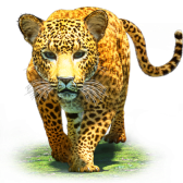 Leopard gift
