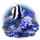 Barrier Reef