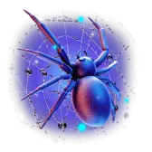 Spider TikTok gift
