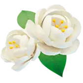 Sampaguita