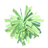 Cheer Bonbon