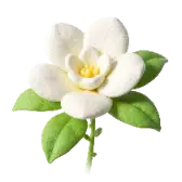 Jasmine TikTok gift