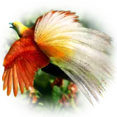 Bird of Paradise