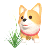 Taraxacum Corgi gift