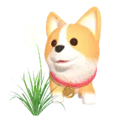 Taraxacum Corgi