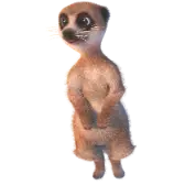 Meerkat TikTok gift