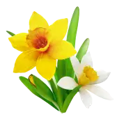 Daffodils