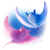 Ray Serenade tiktok gift