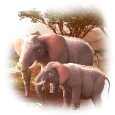 Savanna Elephants TikTok gift