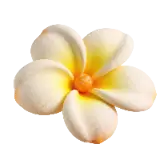 Plumeria