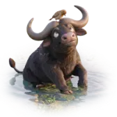 Water Buffalo TikTok gift