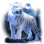 White Tiger gift