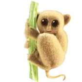 Tarsier
