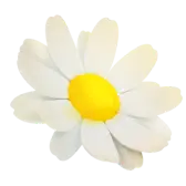 It's Midsummer