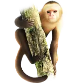 Marvin the Monkey TikTok gift