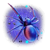 Spider on web