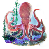 Octopus gift