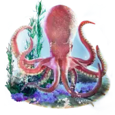 Octopus