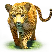 Leopard