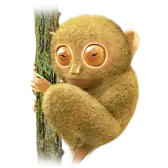 Tarsier
