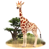 Gerry the Giraffe gift