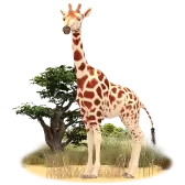 Gerry the Giraffe