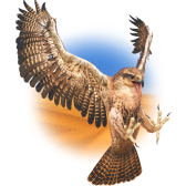 Falcon gift