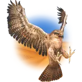 Falcon