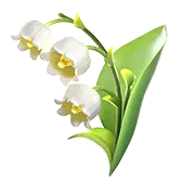 Lily of the Valley