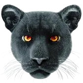 Panther TikTok gift
