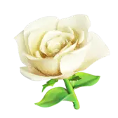 White Rose