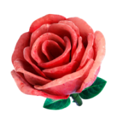 Rosa gift