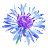 Cornflower