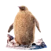 Fluffy Penguin