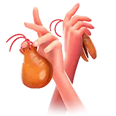 Castanets