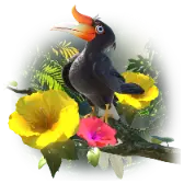 Hornbill Treasure