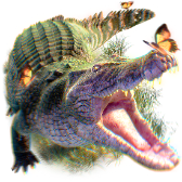 Crocodile gift