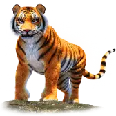 Malayan Tiger