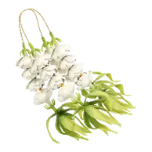 Sampaguita TikTok gift