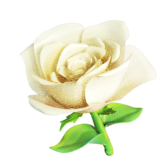 White Rose gift