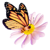 Butterfly gift