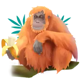 Orang-utan